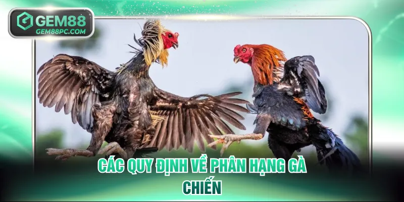 Các quy định về phân hạng gà chiến