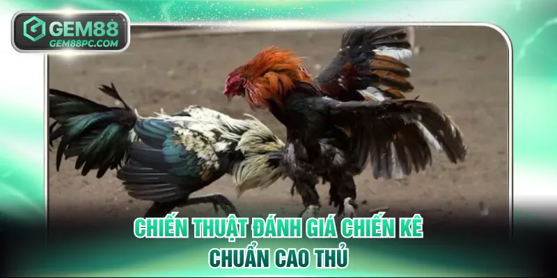 Chiến thuật đánh giá chiến kê chuẩn cao thủ